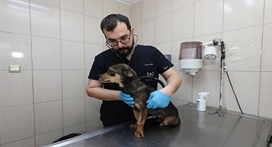 Gaziemir Belediyesi’nden can dostlara uzanan sevgi eli