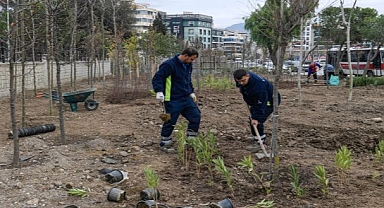 Betonun arasından orman çıktı