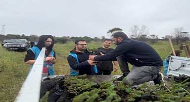 Aliağa’da yangınların yarası bin fıstık çamıyla sarıldı